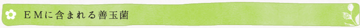 EMに含まれる善玉菌
